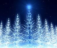 pic for Christmas Trees 480x400